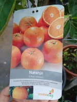 Comprar Naranjo Navelina en Mallorca - Vivero Can Juanito