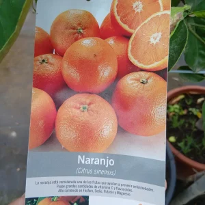 Comprar Naranjo Navelina en Mallorca - Vivero Can Juanito