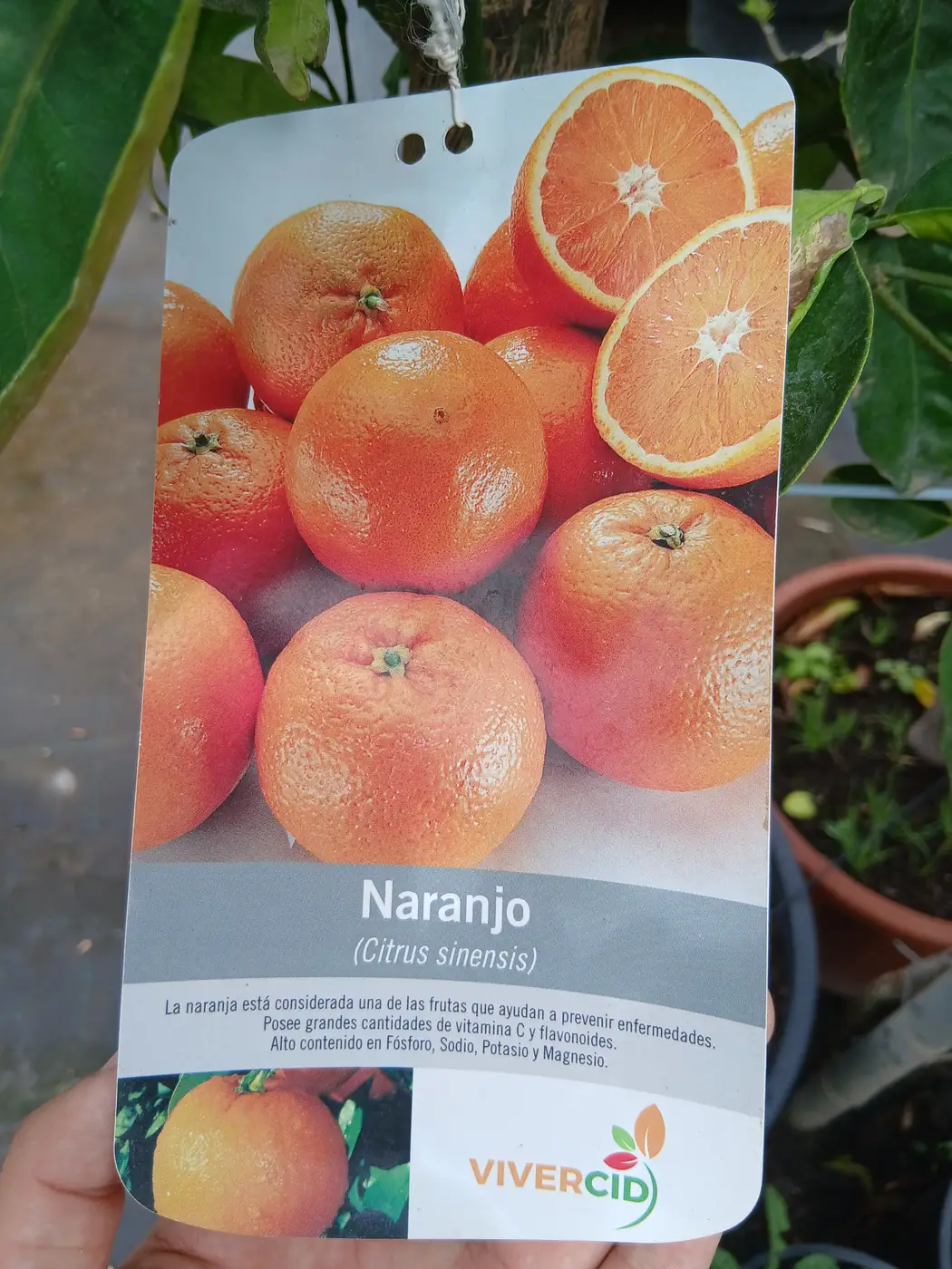 Comprar Naranjo Navelina en Mallorca - Vivero Can Juanito
