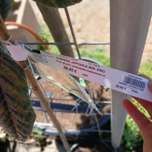 Comprar Níspero Japónica en Mallorca - Vivero Can Juanito