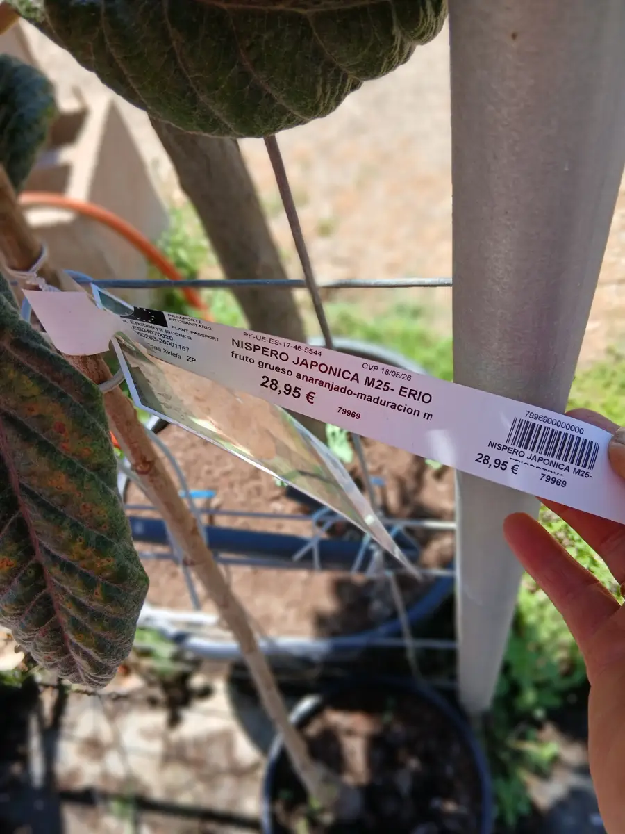 Comprar Níspero Japónica en Mallorca - Vivero Can Juanito