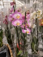 Comprar Orquídea Phalaenopsis en Mallorca - Vivero Can Juanito