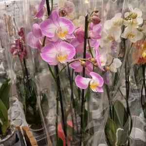 Comprar Orquídea Phalaenopsis en Mallorca - Vivero Can Juanito