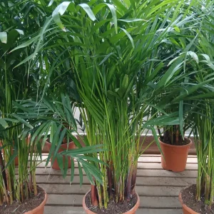 Comprar Palmera Areca (Dypsis lutescens) en Mallorca - Vivero Can Juanito