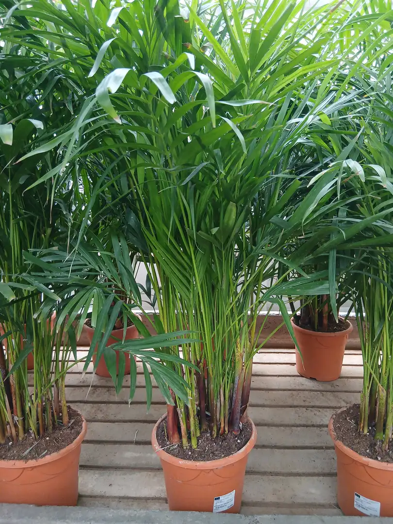 comprar palmera areca 60004565 1 Comprar Palmera Areca (Dypsis lutescens) en Mallorca - Vivero Can Juanito