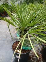Comprar Palmito (Chamaerops humilis) en Mallorca - Vivero Can Juanito