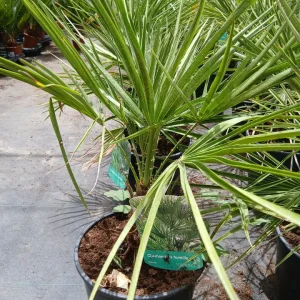 Comprar Palmito (Chamaerops humilis) en Mallorca - Vivero Can Juanito
