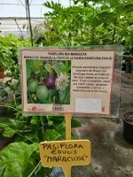 Planta pasiflora maracuyá (Passiflora edulis)