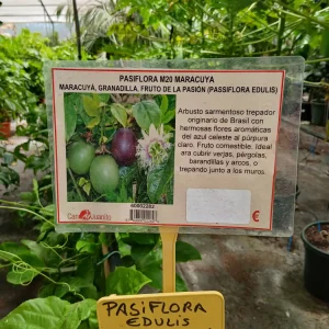 Planta pasiflora maracuyá (Passiflora edulis)