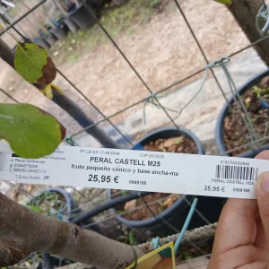 Comprar Peral Castell en Mallorca - Vivero Can Juanito