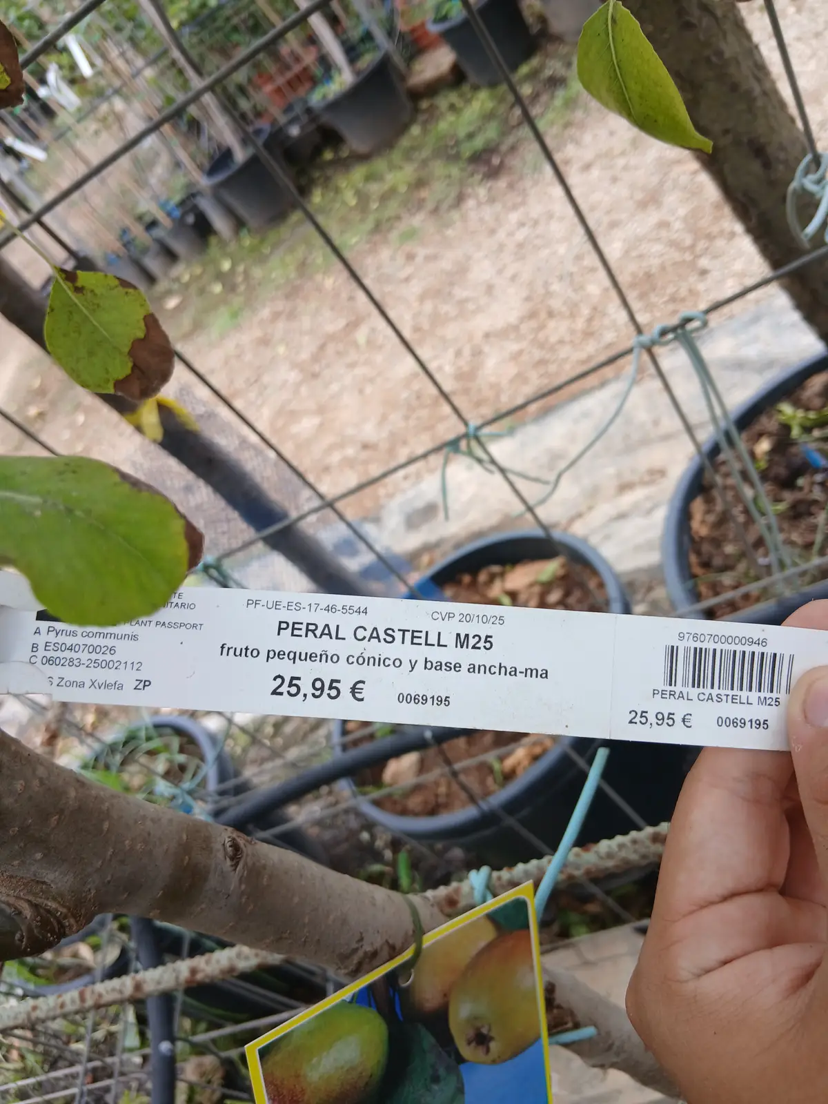 Comprar Peral Castell en Mallorca - Vivero Can Juanito