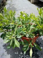 Pittosporo (Pittosporum tobira)