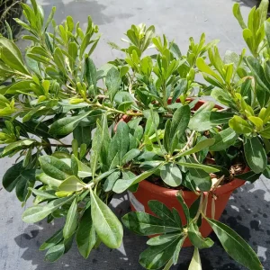 Pittosporo (Pittosporum tobira)