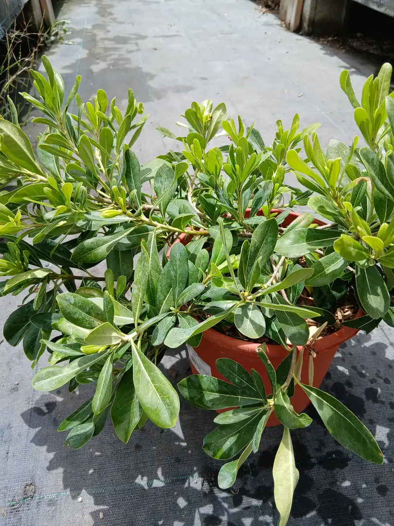 comprar pittosporo 33002m2z 1 Pittosporo (Pittosporum tobira)