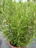 Comprar Romero en maceta (Rosmarinus officinalis) en Mallorca - Vivero Can Juanito