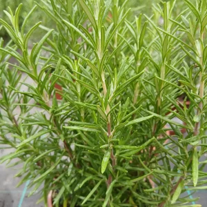 Comprar Romero en maceta (Rosmarinus officinalis) en Mallorca - Vivero Can Juanito