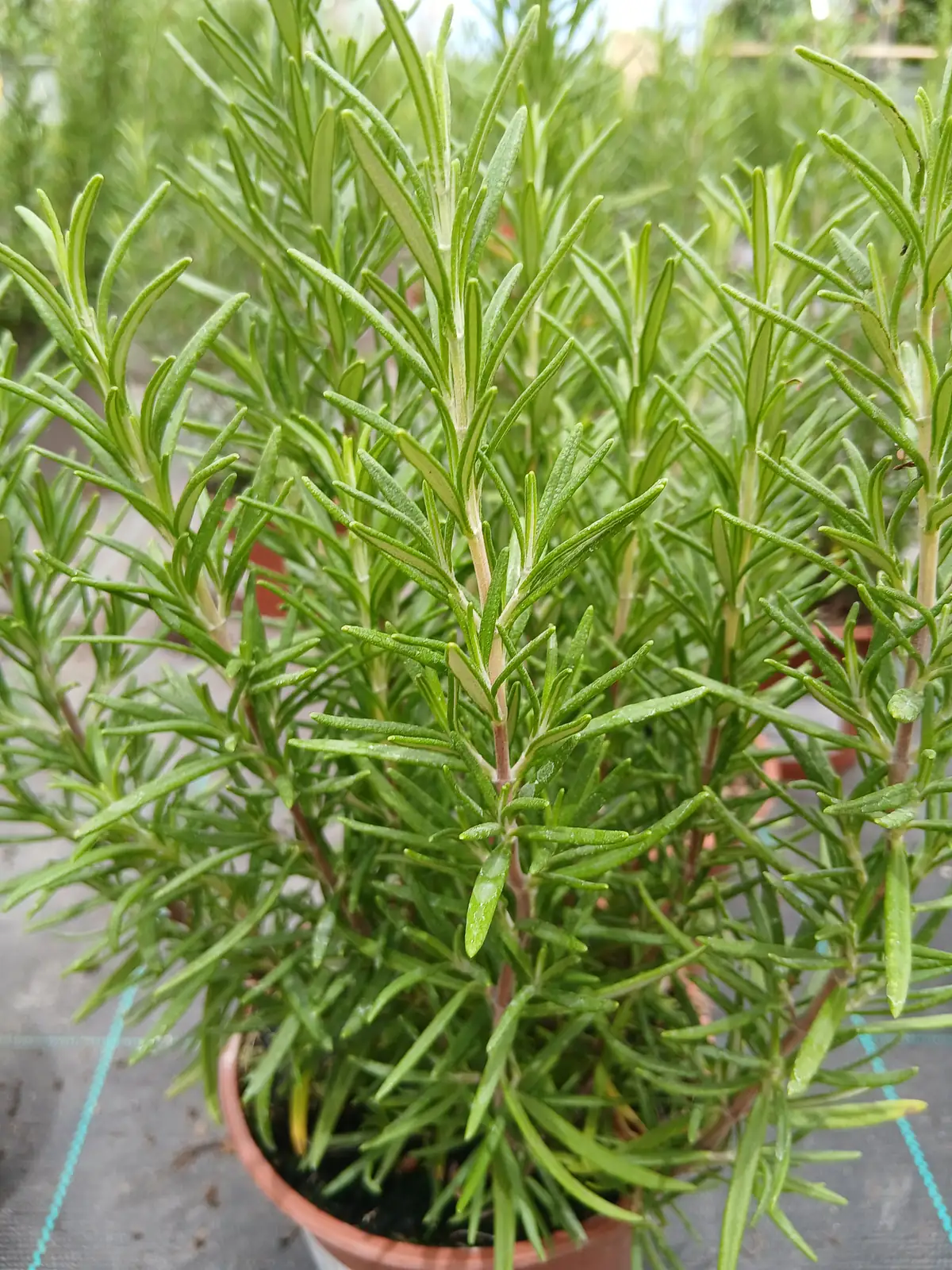 comprar romero en maceta 60005301 1 Comprar Romero en maceta (Rosmarinus officinalis) en Mallorca - Vivero Can Juanito