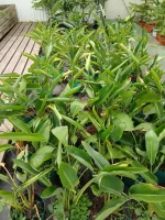 Comprar Strelitzia Reginae (Ave del paraíso) en Mallorca - Vivero Can Juanito