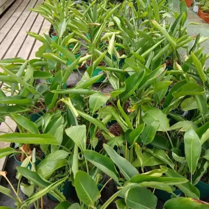 Comprar Strelitzia Reginae (Ave del paraíso) en Mallorca - Vivero Can Juanito