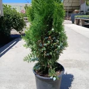 Comprar Tuya oriental enana (Thuja orientalis Aurea Nana) en Mallorca - Vivero Can Juanito