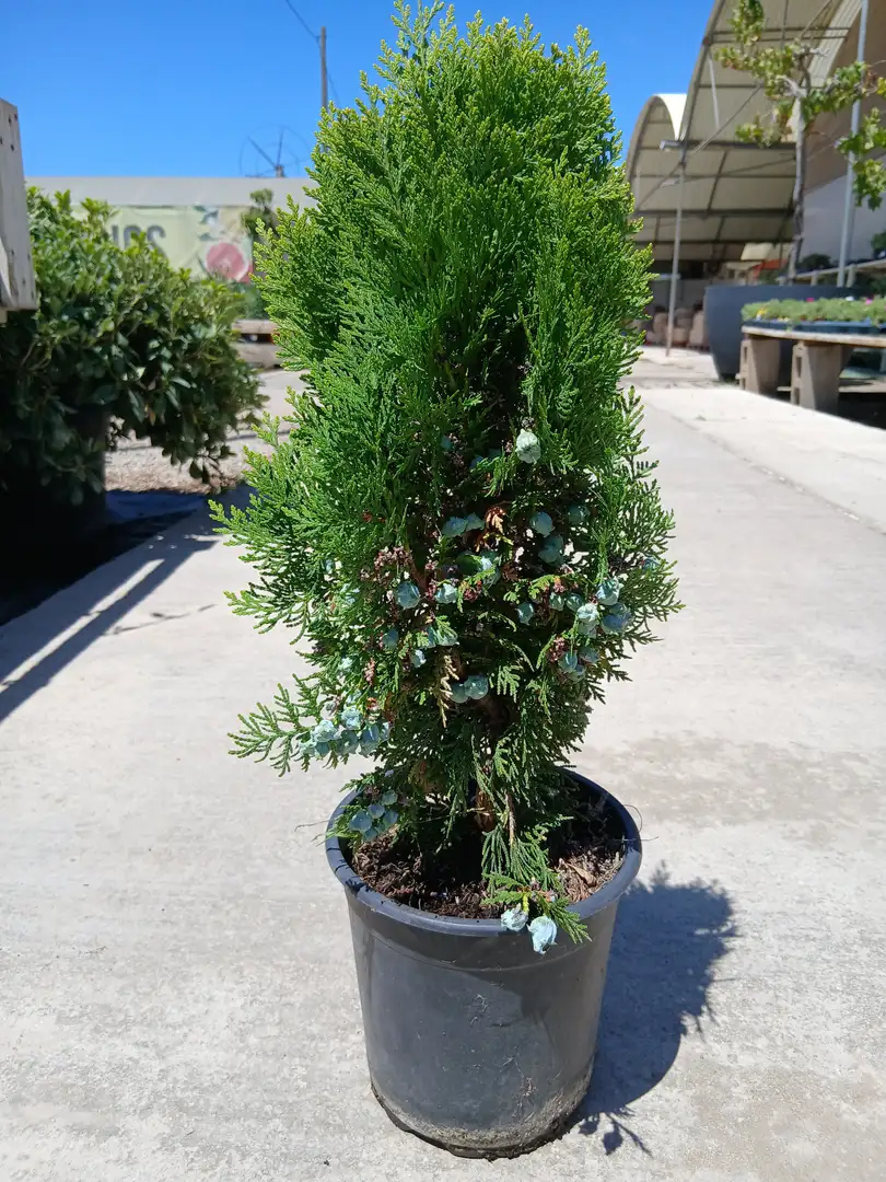 comprar tuya oriental enana 41101m2z 1 Comprar Tuya oriental enana (Thuja orientalis Aurea Nana) en Mallorca - Vivero Can Juanito