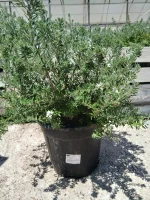 Comprar Westringia fruticosa en Mallorca - Vivero Can Juanito