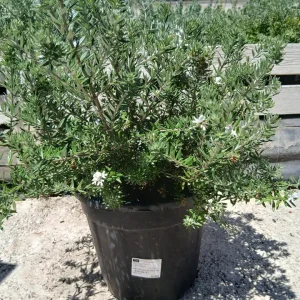Comprar Westringia fruticosa en Mallorca - Vivero Can Juanito