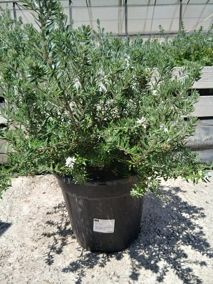 comprar westringia fruticosa 39401m2z 1 Comprar Westringia fruticosa en Mallorca - Vivero Can Juanito