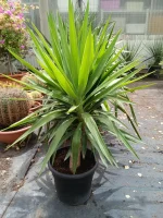 Comprar Yuca elegans (Yucca aloifolia Elegans) en Mallorca - Vivero Can Juanito