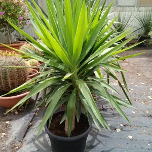 Comprar Yuca elegans (Yucca aloifolia Elegans) en Mallorca - Vivero Can Juanito