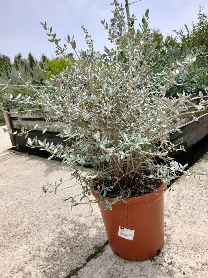 domicilio arbusto teucrium teucrium fruticans 79503 8 Domicilio Arbusto teucrium (Teucrium fruticans) en Mallorca - Vivero Can Juanito