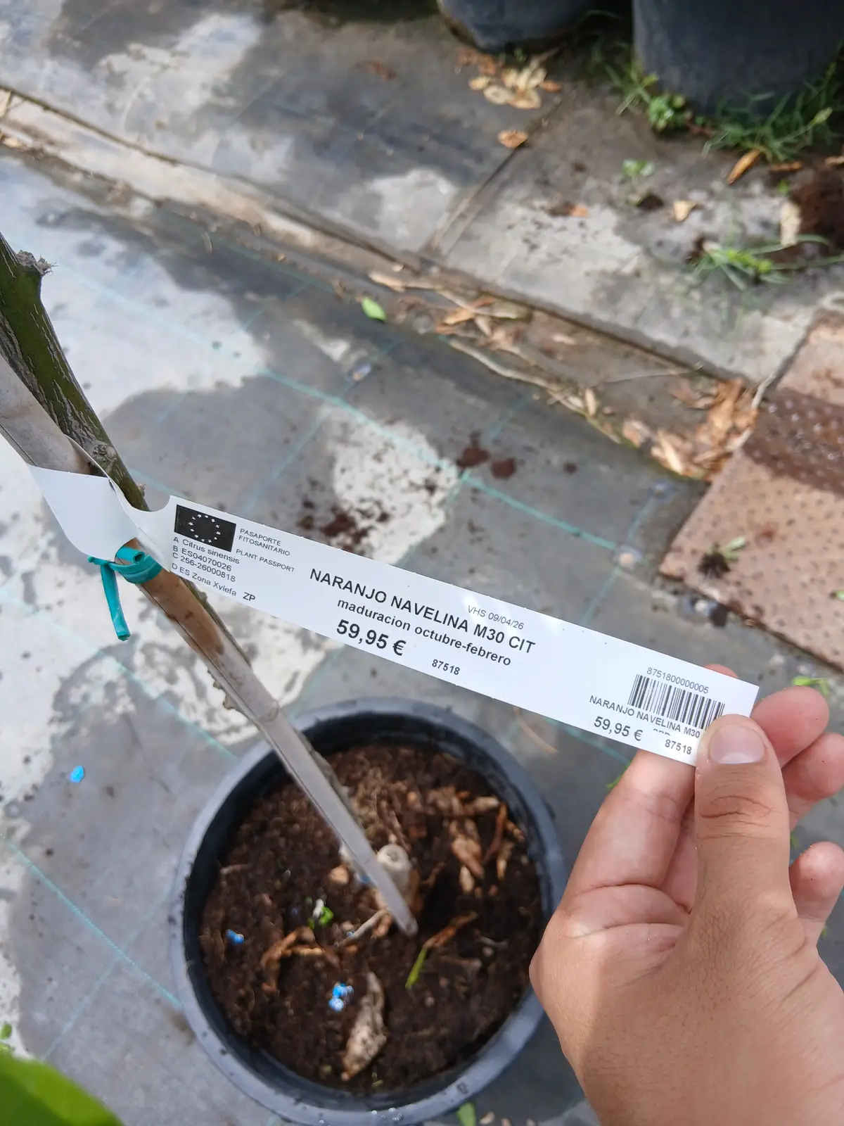 Domicilio Naranjo Navelina en Mallorca - Vivero Can Juanito