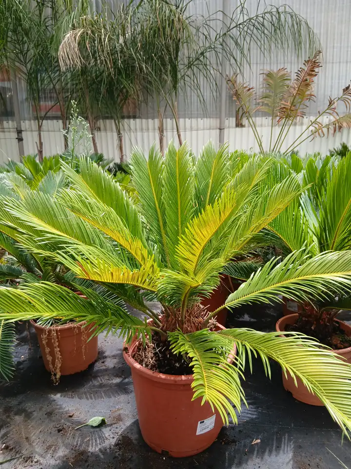 en maceta cica 60011021 10 En maceta Cica (Cycas revoluta) en Mallorca - Vivero Can Juanito