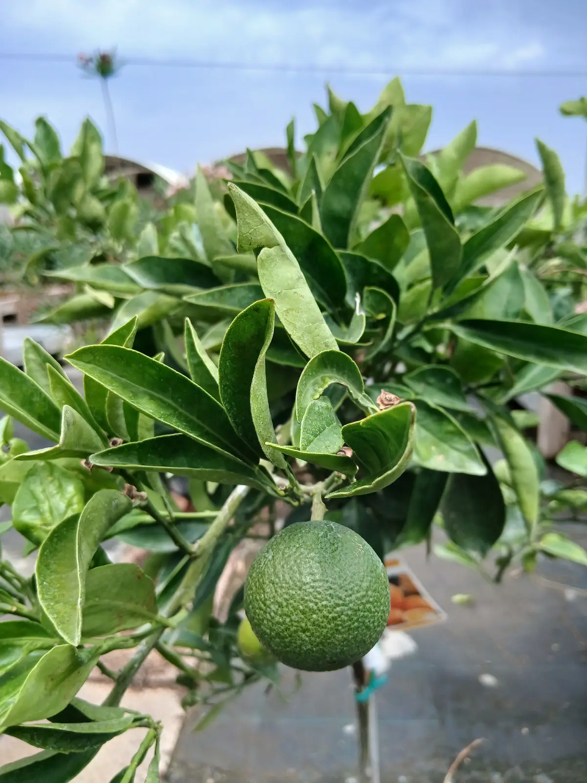 En maceta Naranjo Navelina en Mallorca - Vivero Can Juanito