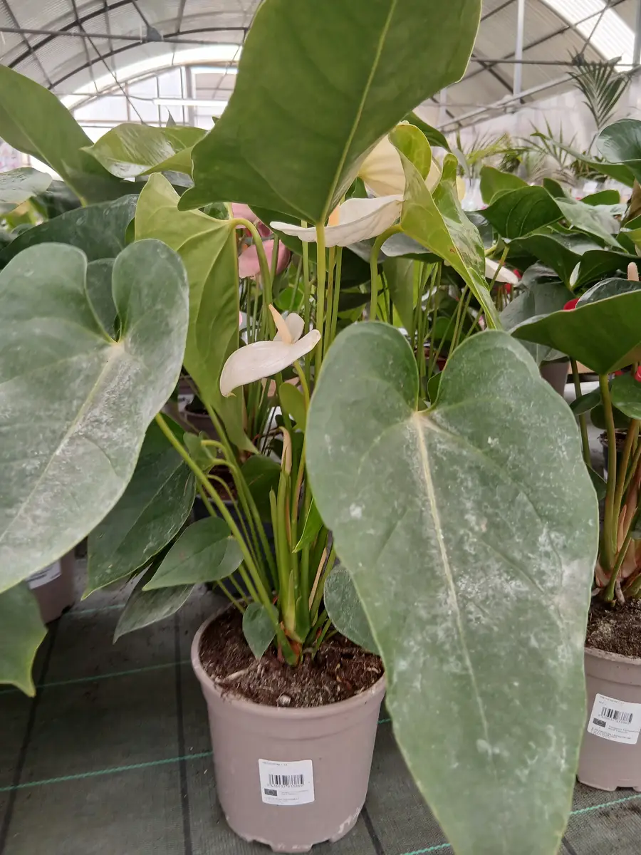 envio mallorca anturio en maceta pequena mallorca 87982 7 Envío Mallorca Anturio en maceta pequeña (Anthurium andreanum) - Vivero Can Juanito