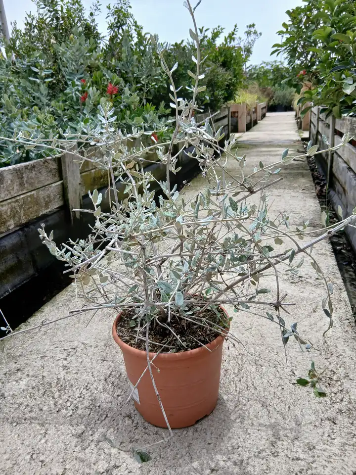 envio mallorca arbusto teucrium mallorca 79503 7 Envío Mallorca Arbusto teucrium (Teucrium fruticans) - Vivero Can Juanito