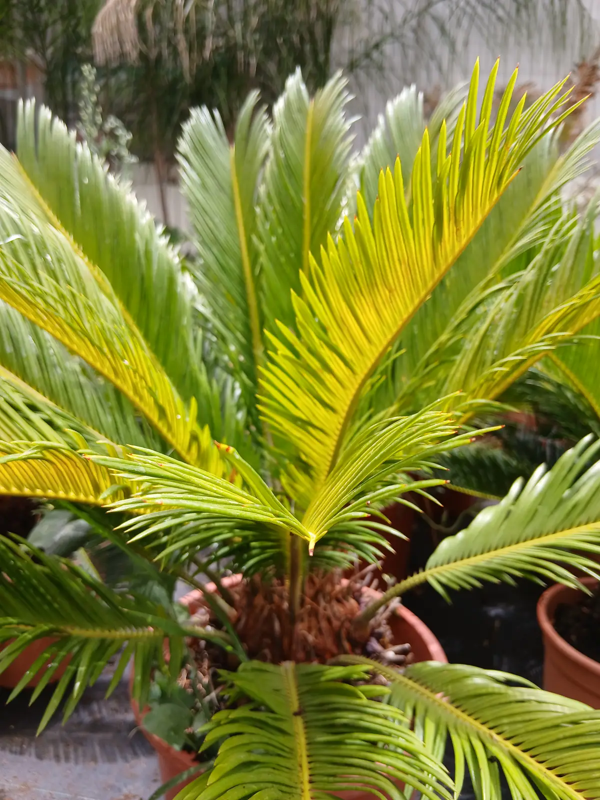 envio mallorca cica mallorca 60011021 7 Envío Mallorca Cica (Cycas revoluta) - Vivero Can Juanito