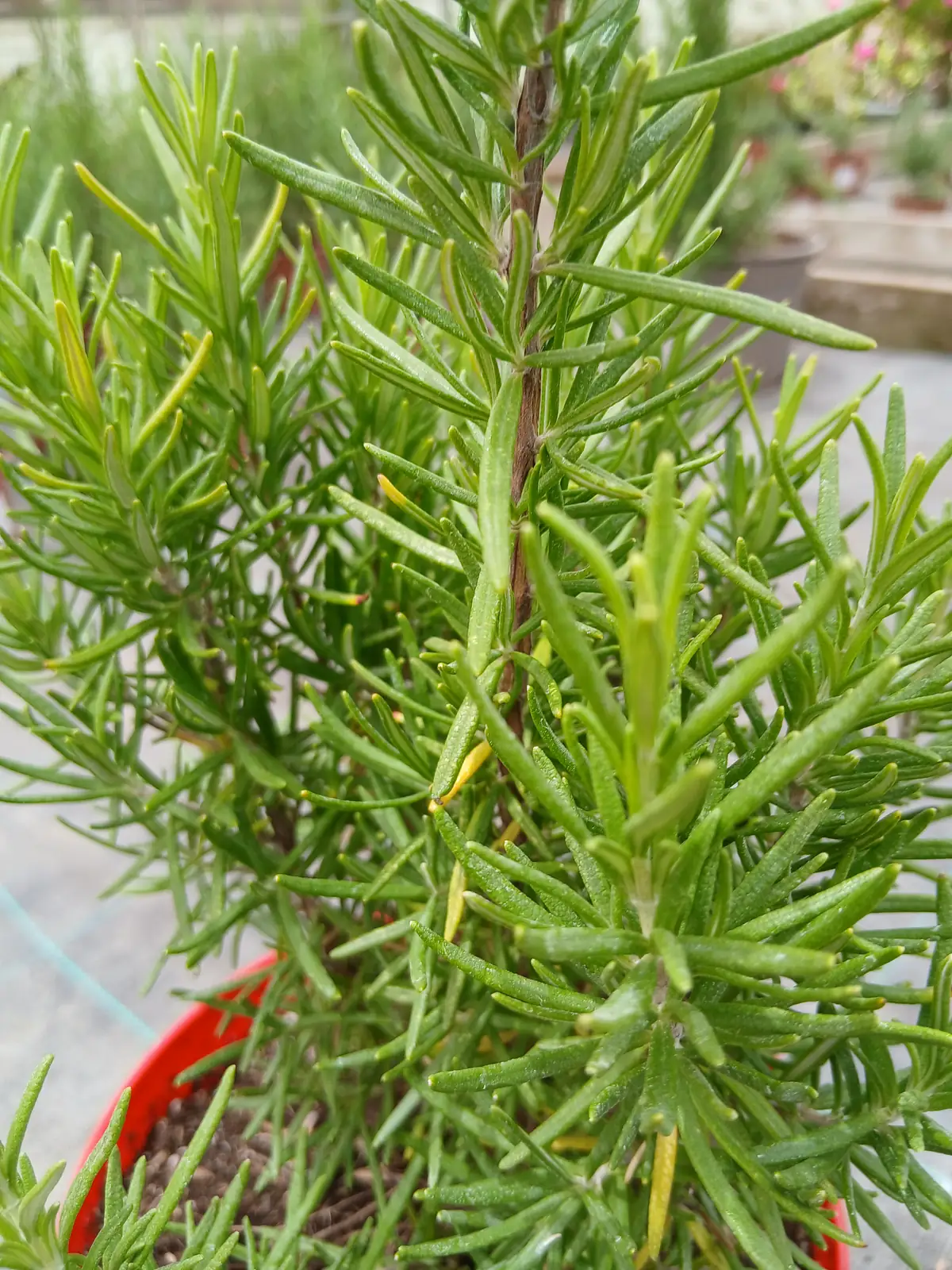 envio mallorca romero en maceta mallorca 60005301 7 Envío Mallorca Romero en maceta (Rosmarinus officinalis) - Vivero Can Juanito
