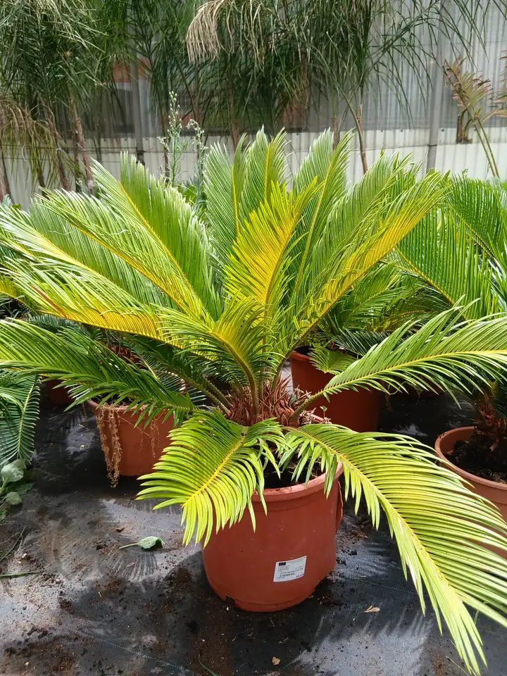 mallorca cica cycas revoluta en maceta 60011021 11 Mallorca Cica (Cycas revoluta) en Mallorca - Vivero Can Juanito