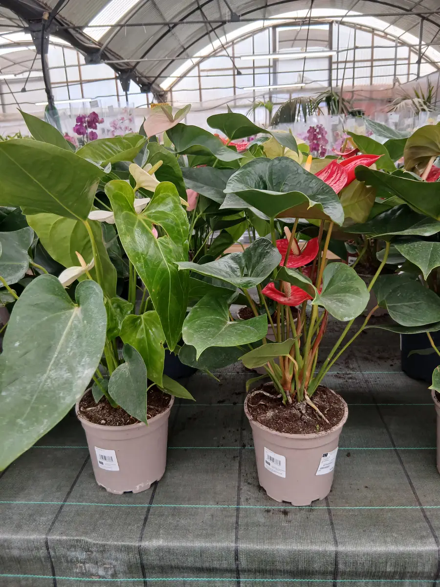 oferta anturio en maceta pequena 87982 6 Oferta Anturio en maceta pequeña (Anthurium andreanum) en Mallorca - Vivero Can Juanito