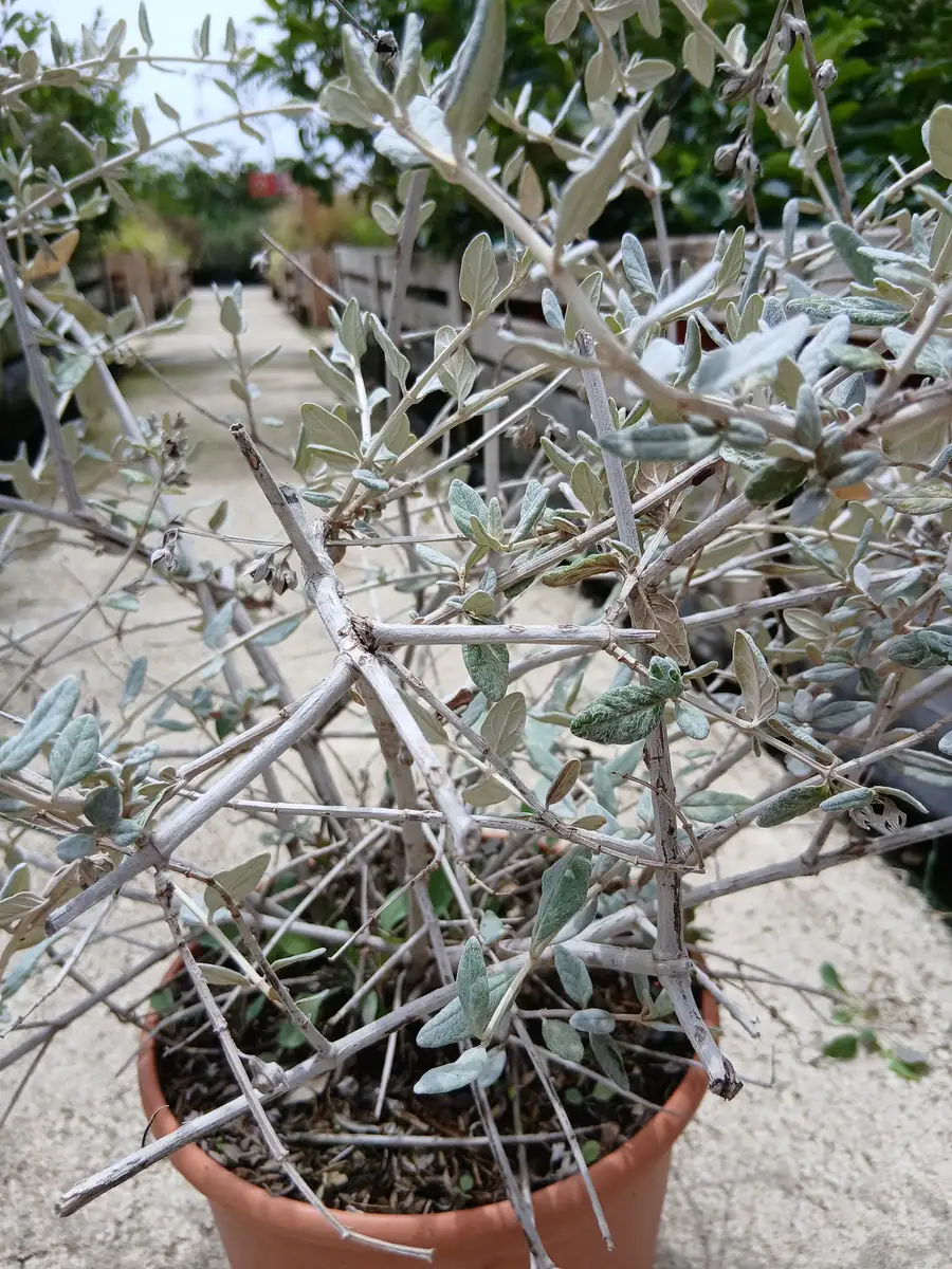 oferta arbusto teucrium 79503 6 Oferta Arbusto teucrium (Teucrium fruticans) en Mallorca - Vivero Can Juanito