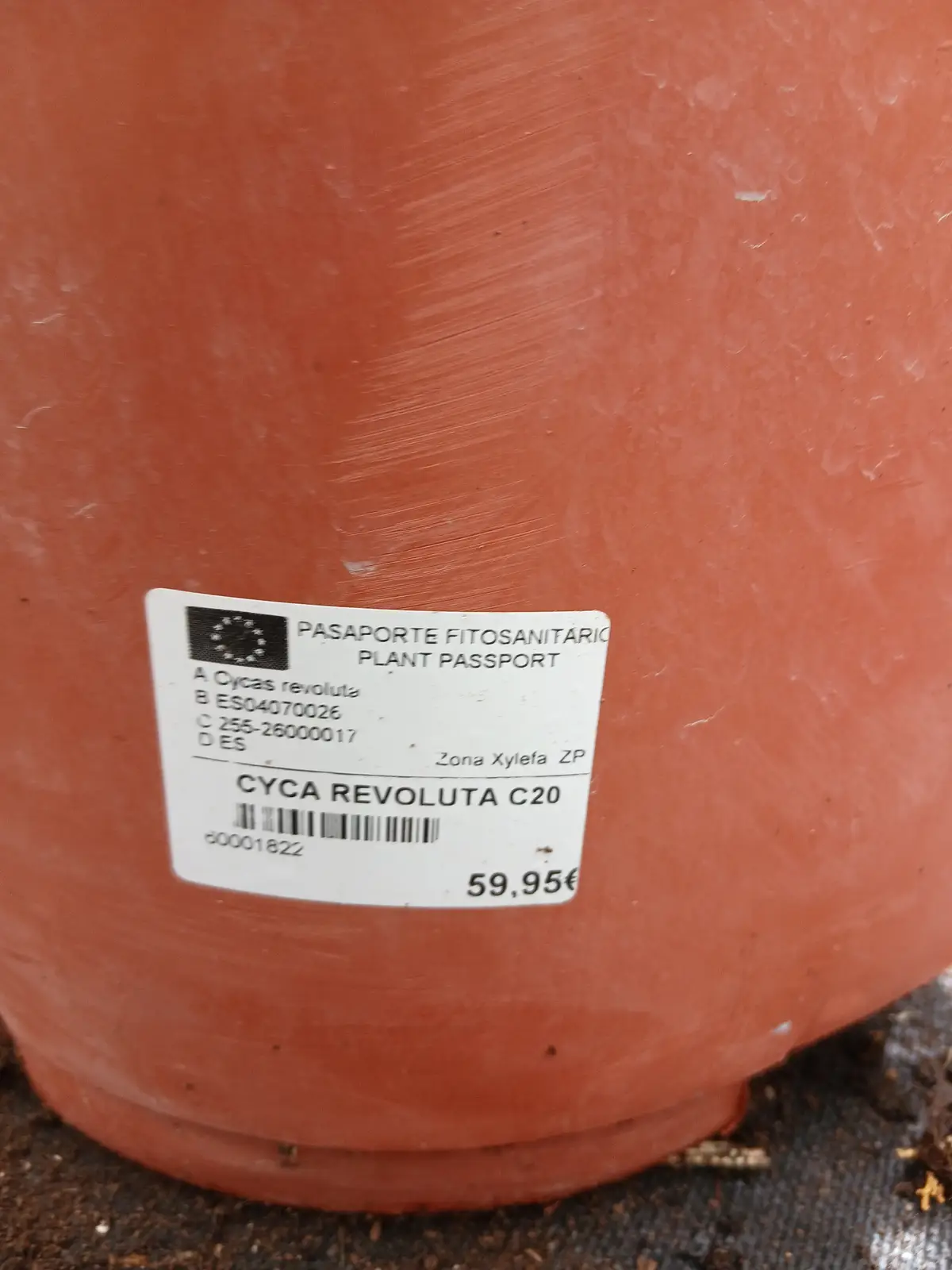 oferta cica 60011021 6 Oferta Cica (Cycas revoluta) en Mallorca - Vivero Can Juanito