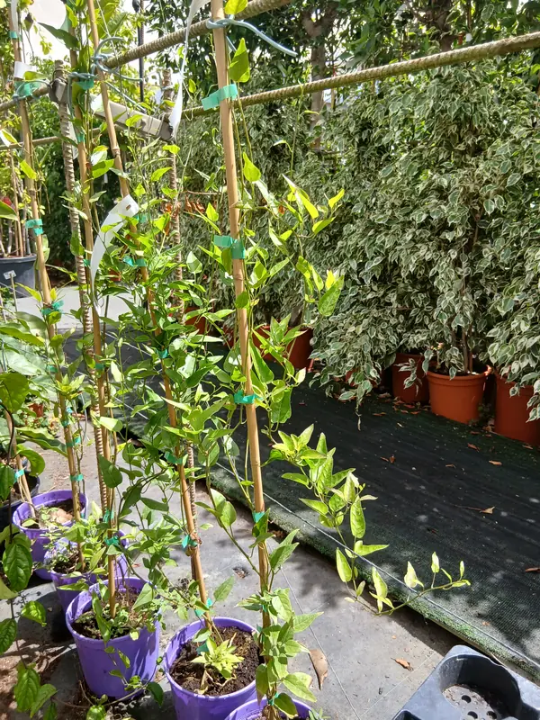 Oferta Falso jazmín con tutor (Solanum jasminoides) en Mallorca - Vivero Can Juanito