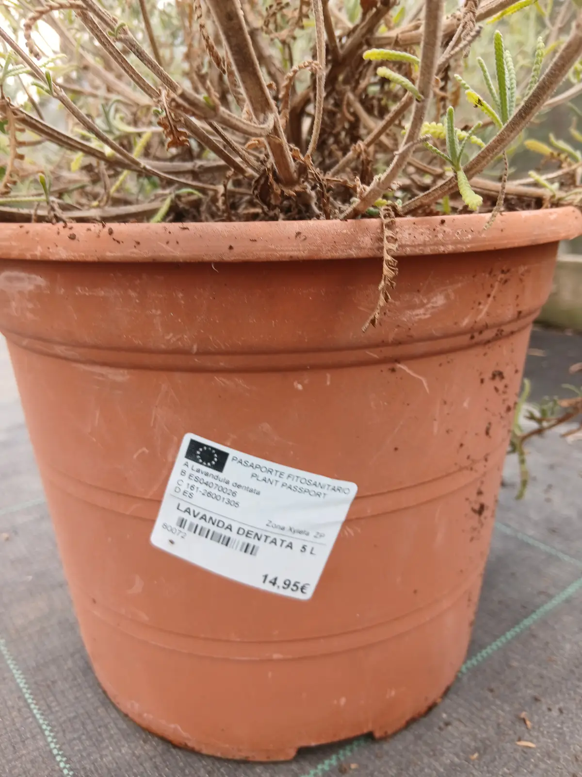 oferta lavanda dentata 86683 6 Oferta Lavanda Dentata en Mallorca - Vivero Can Juanito