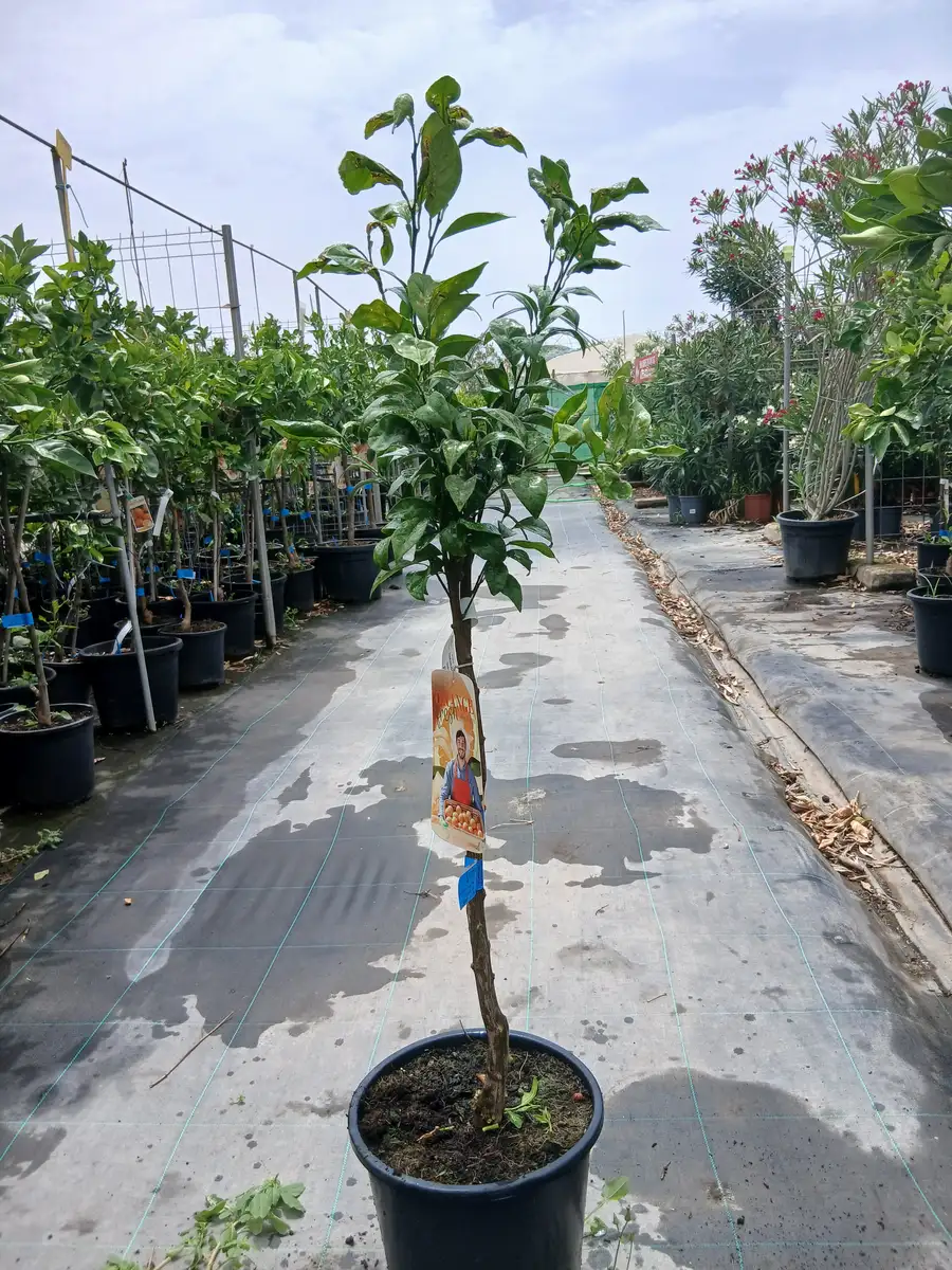 Oferta Naranjo Navelina en Mallorca - Vivero Can Juanito