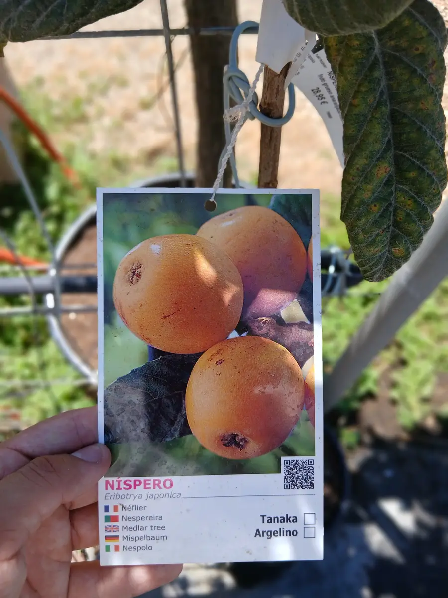 Oferta Níspero Japónica en Mallorca - Vivero Can Juanito