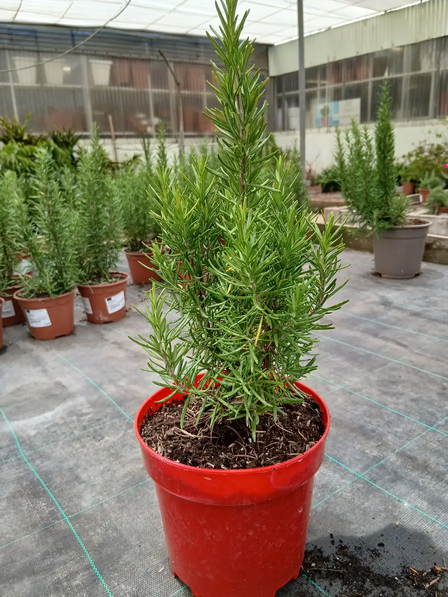 oferta romero en maceta 60005301 6 Oferta Romero en maceta (Rosmarinus officinalis) en Mallorca - Vivero Can Juanito