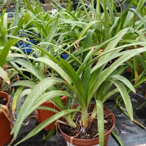Online Agaphantus en Mallorca - Vivero Can Juanito