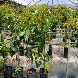 Online Aguacate Hass (Persea americana) en Mallorca - Vivero Can Juanito