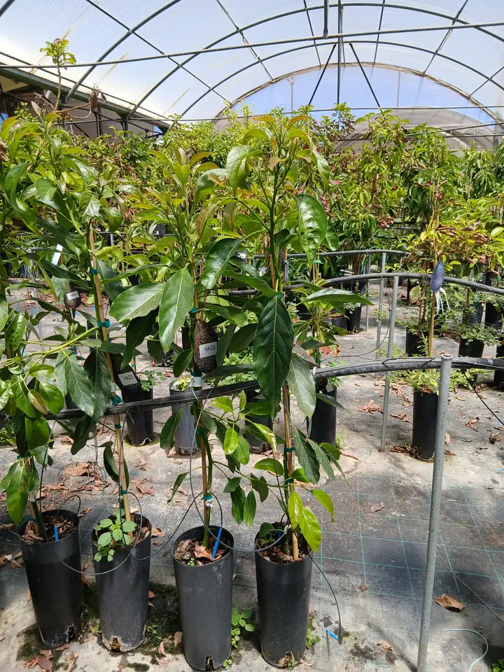 Online Aguacate Hass (Persea americana) en Mallorca - Vivero Can Juanito